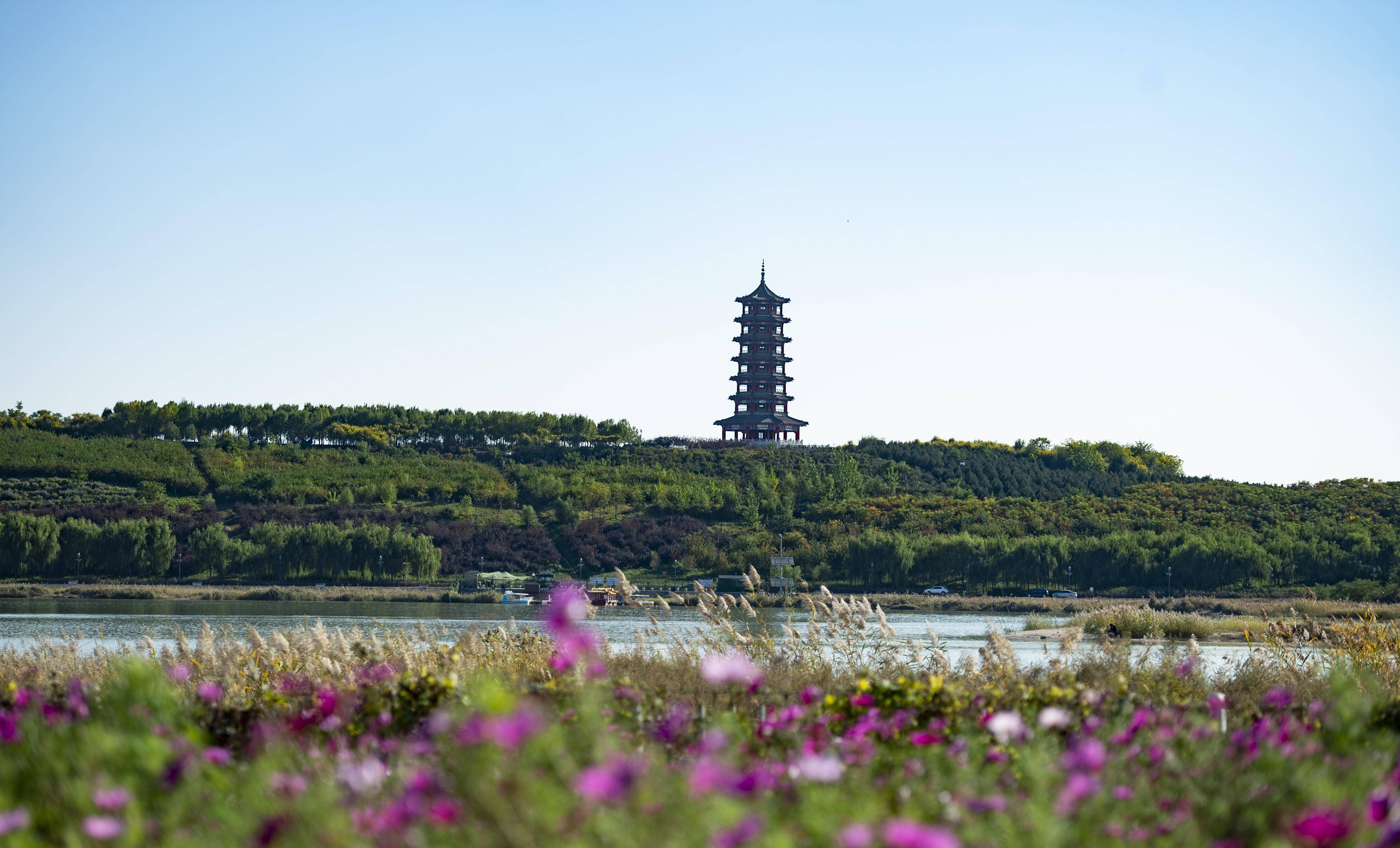 石家庄花海天路秋天太美啦,千亩花海竞相绽放,感觉比去香山还值