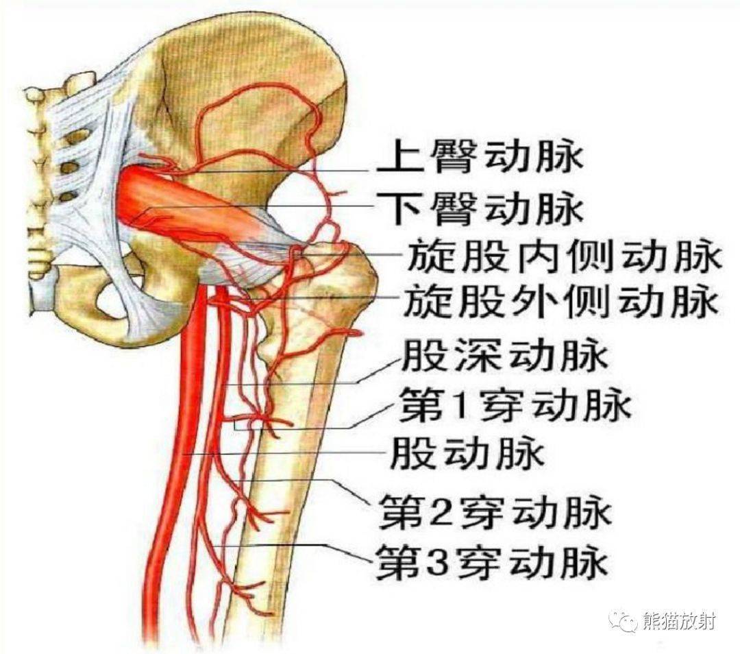 下肢动脉cta解剖图图片