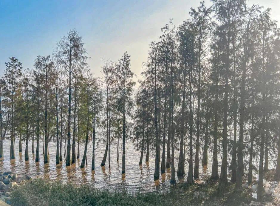 神湾磨刀岛这个亲子游玩打卡点,你来过了吗?_小镇_中山_西江