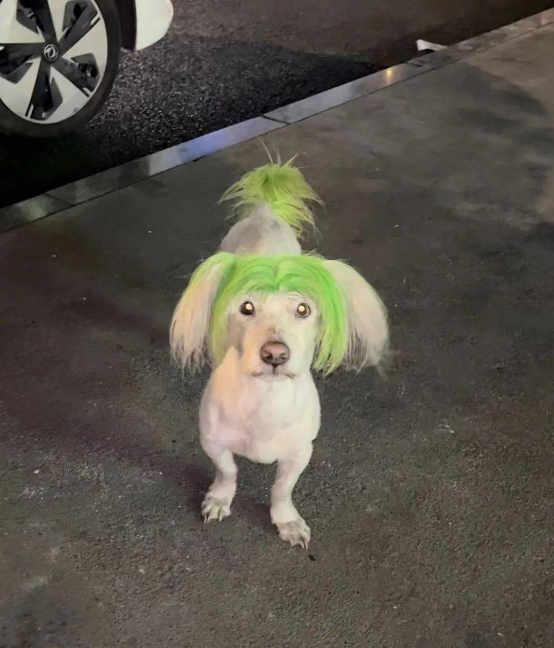 非主流绿毛狗在网上走红,可弄清楚它的故事后,网友都笑喷了!