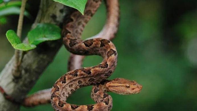 广西30种毒蛇图片蛇类图片