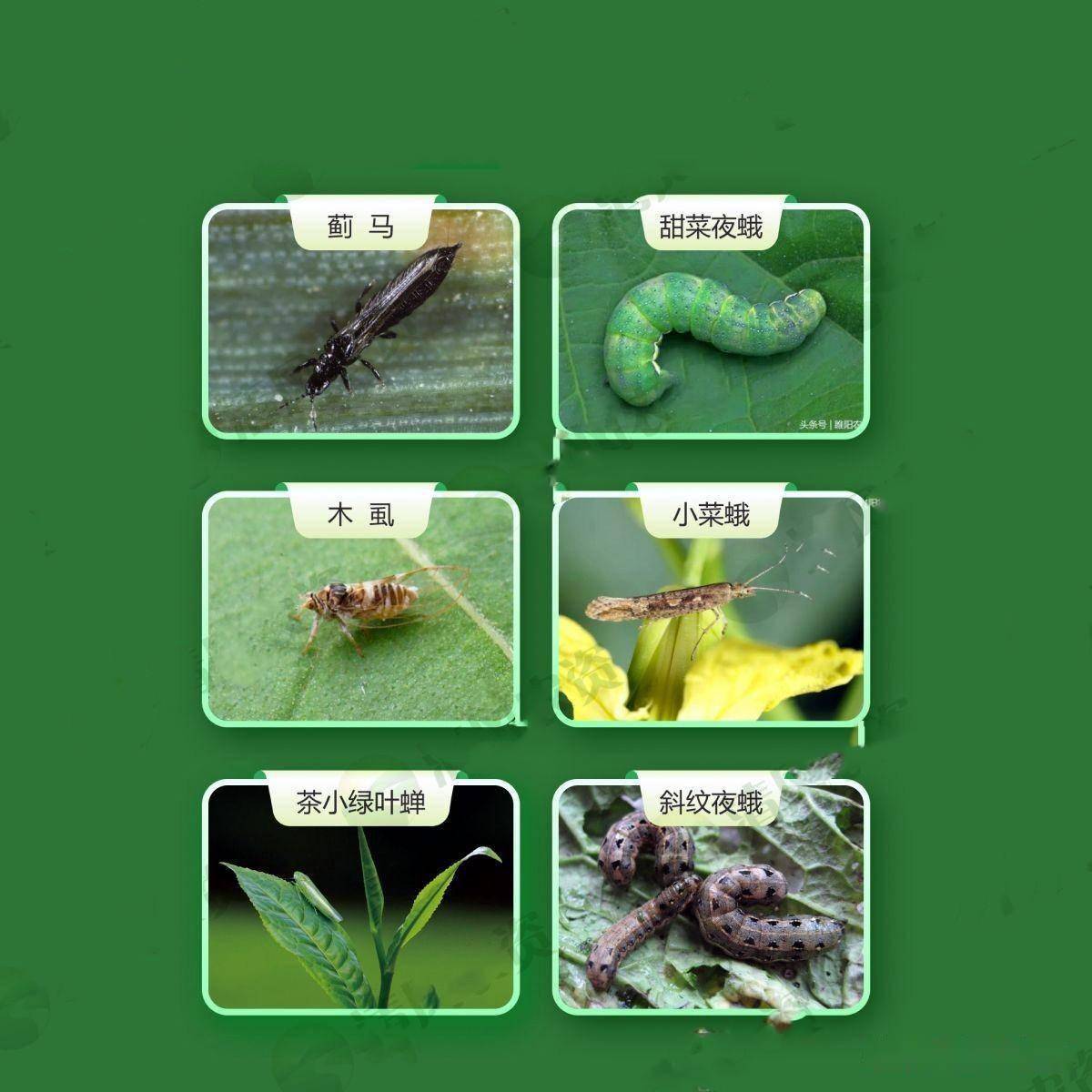 俗称杀虫"多面手",价格接地气的虫螨腈,使用不当会产生药害_害虫_防治