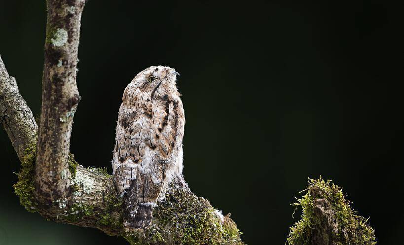 林鸱鸟属于夜出的鸟类,它们白天在树枝上伪装成树的模样,只有夜晚才会