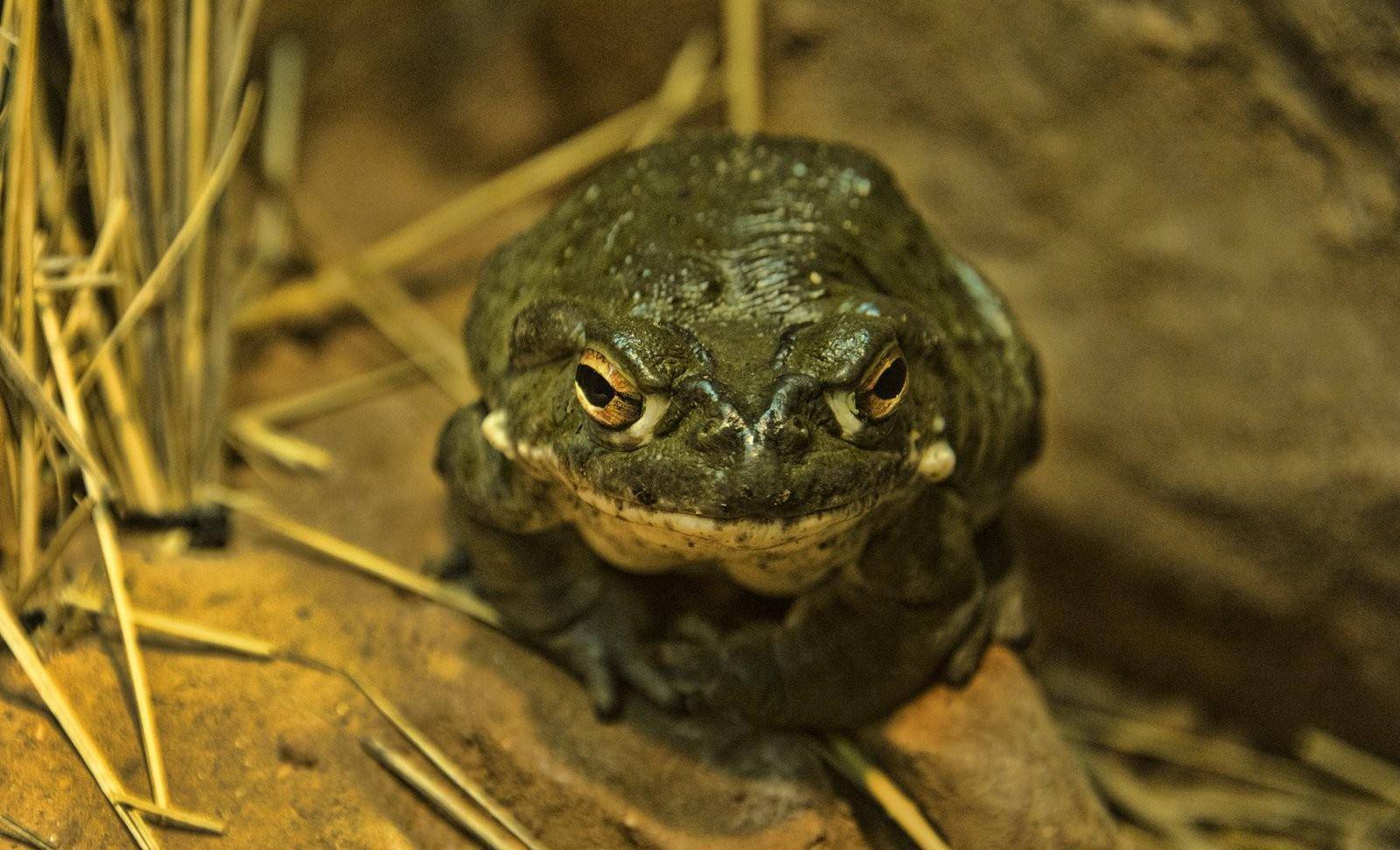 癞蛤蟆明明有毒,美国人却"舔上瘾"了!不怕中毒吗?_蟾蜍_澳大利亚_严重
