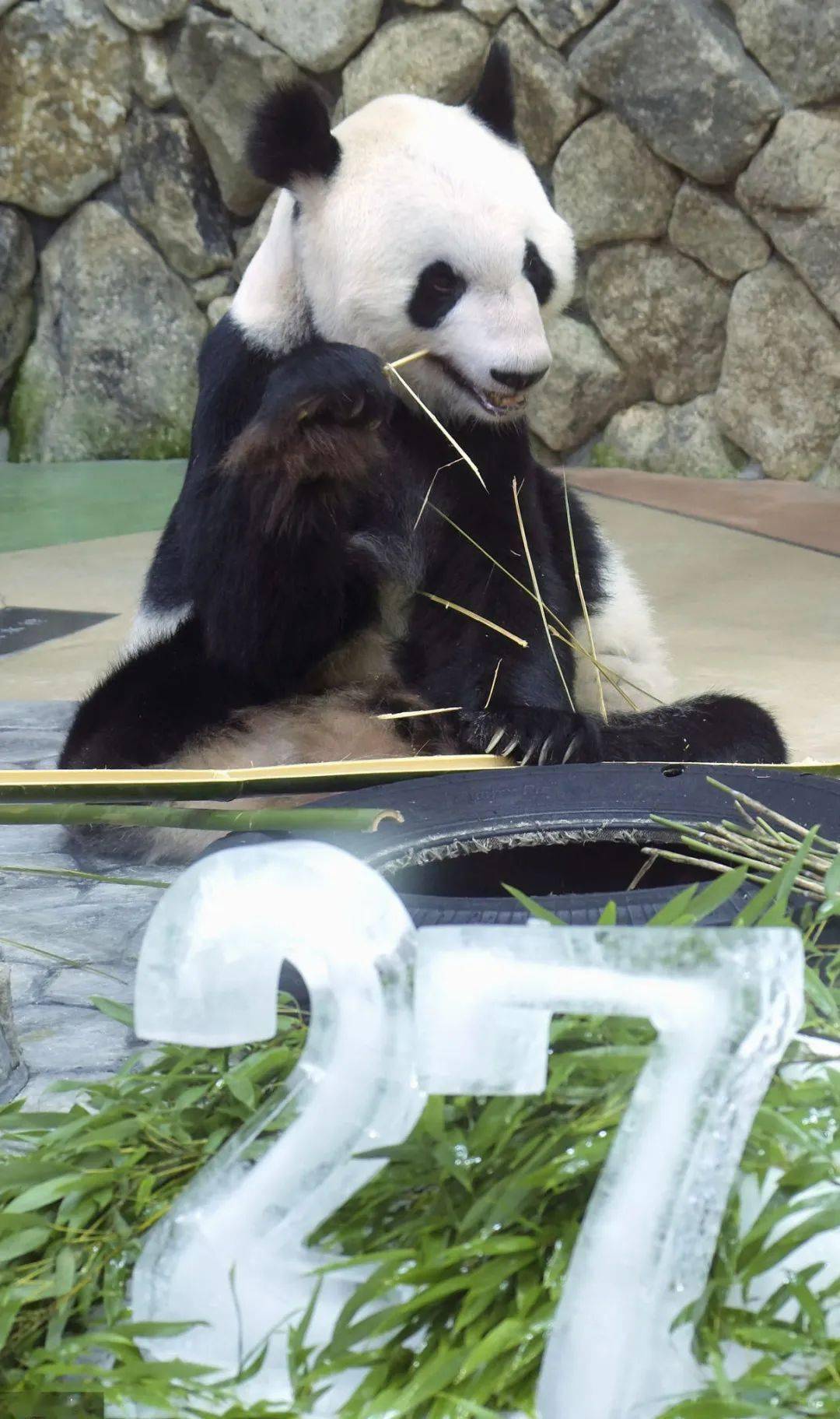 大熊猫"永明"被任命为"中日友好特使"_panda_giant_on