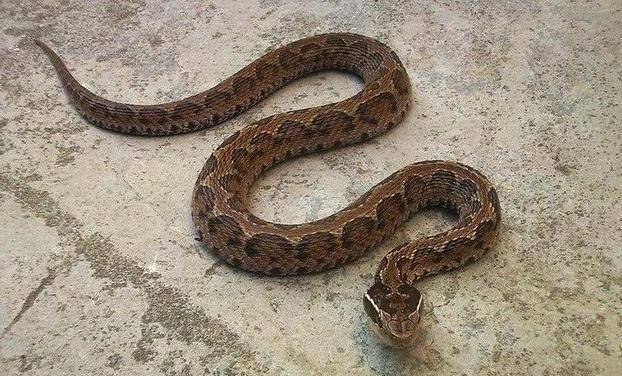 广西常见毒蛇图片