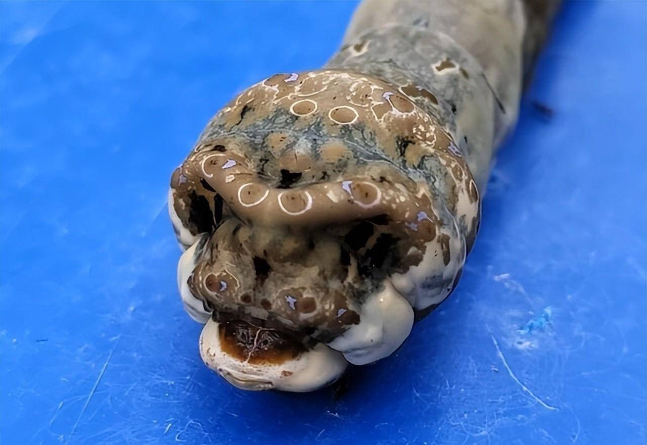 燕尾蝶的虫鳗鱼从海底钻出.澳大利亚洪水引发的蜘蛛入侵.