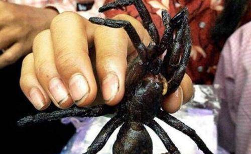 网友:这玩意咋可以安心吃啊_蜘蛛_中国_烧烤