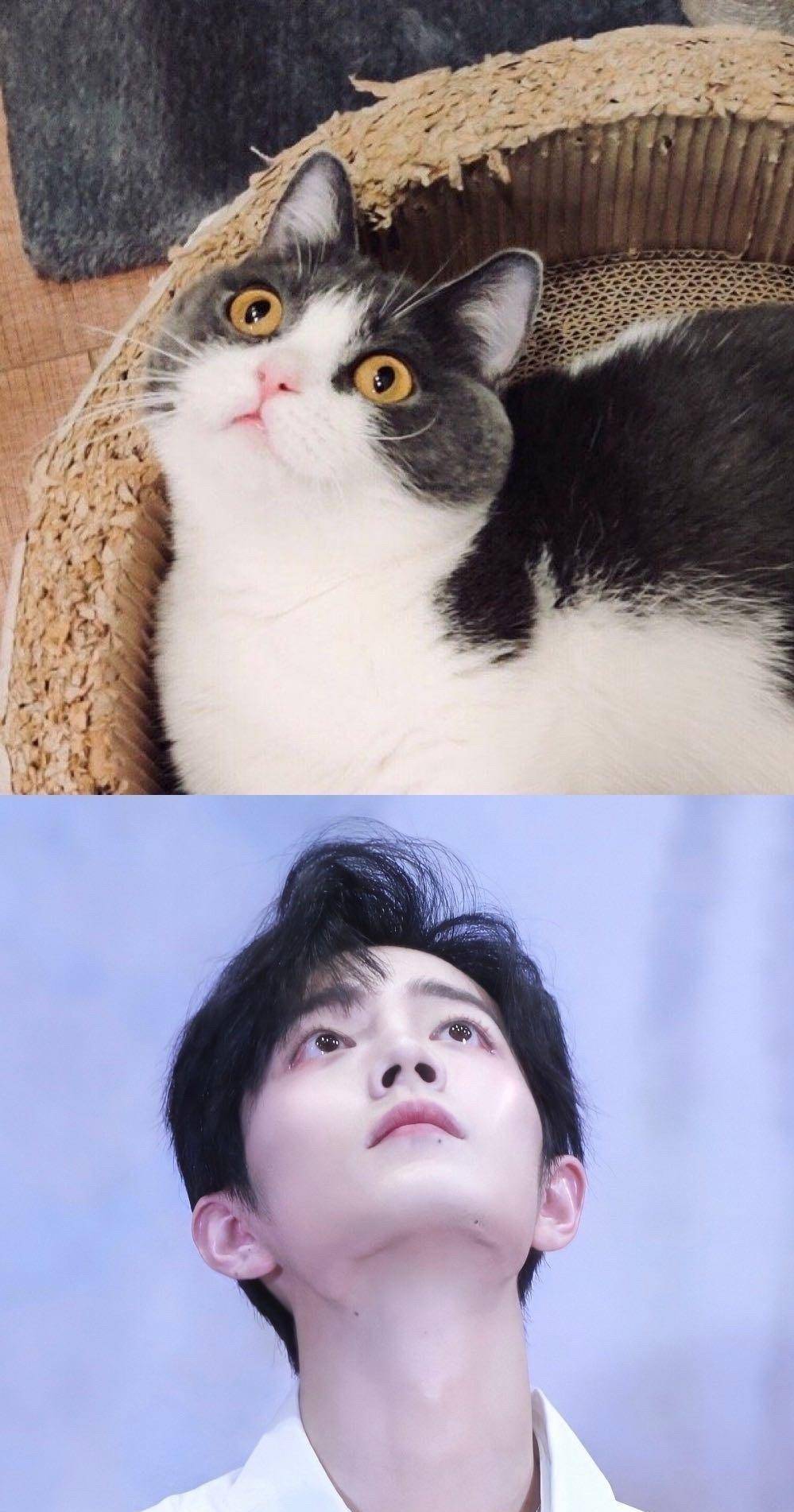 肖战除了喜欢小猫,还很喜欢小柴犬,他说有机会的话会再养一只小狗.