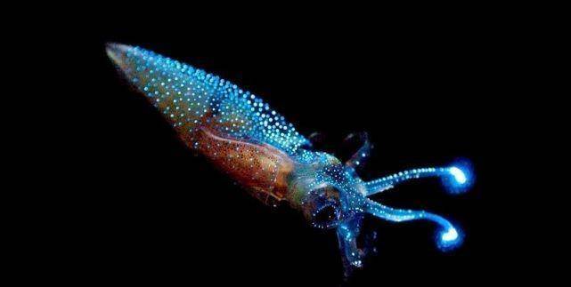 日本海湾的蓝色灯光秀之谜 它们来自深海 却无力返程_萤火_荧光_鱿鱼