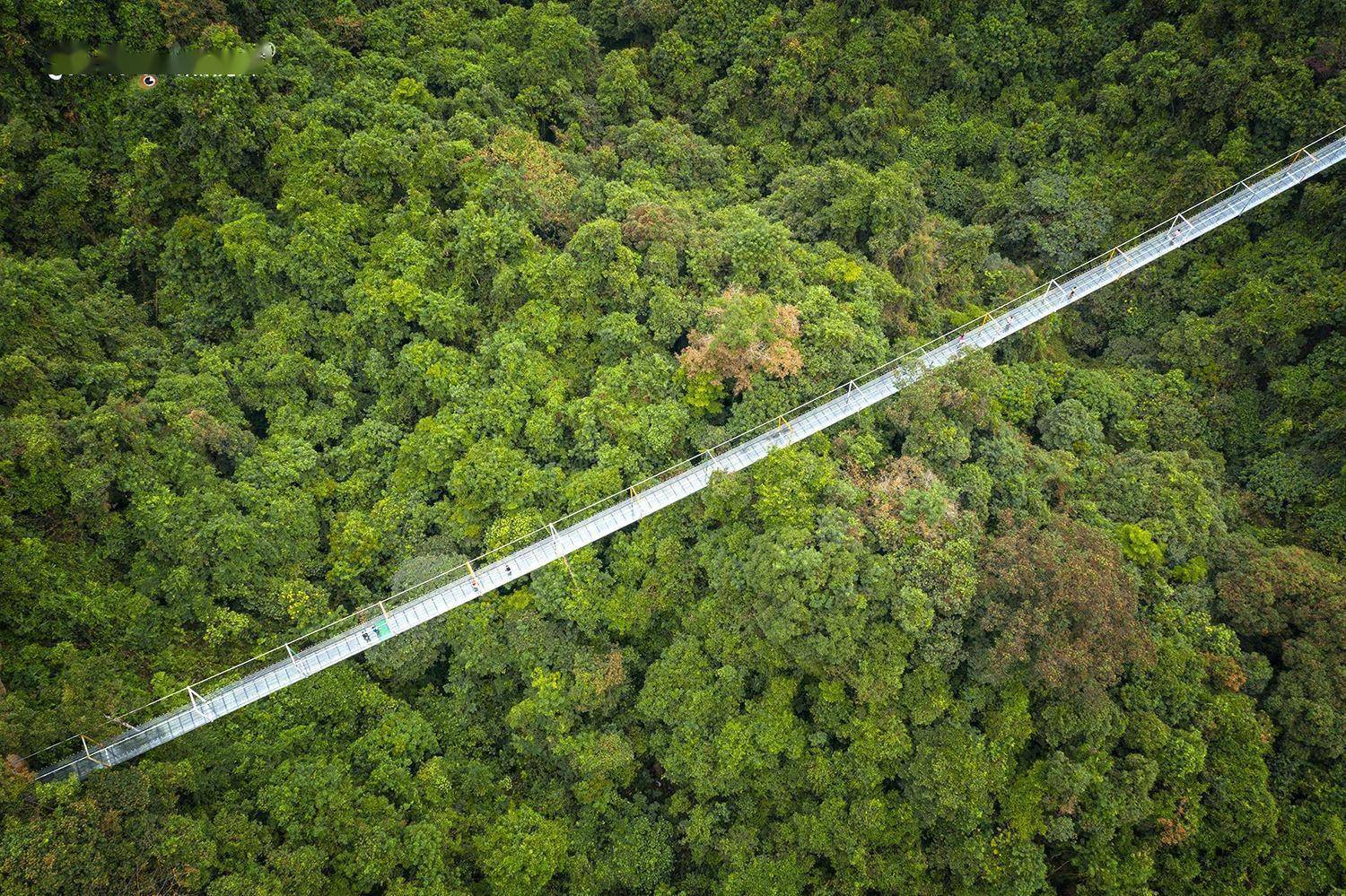 柳州人的"私家领地" 深山秘境"双龙沟" 隐藏在原始森林中的美景_栈道
