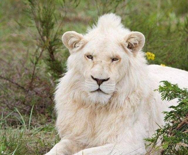 能与东北虎打平的南非狮:克鲁格狮_狮子_鬃毛_白色