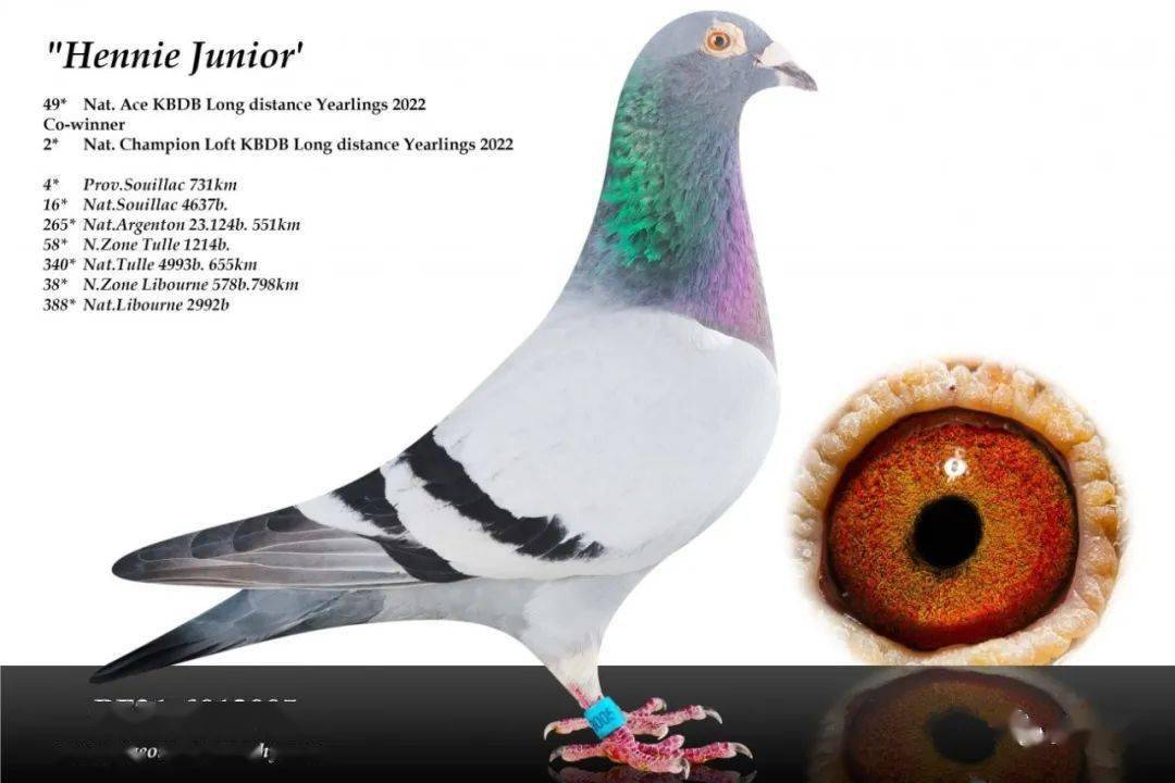 连续7年获得kbdb鸽王冠军:隆吉尔-项_全国_幼鸽_距离