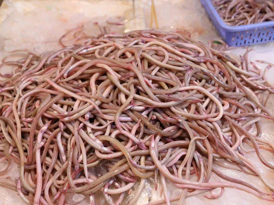 you kuai有一种类似蚯蚓的鳗鱼,学名叫做蚓鳗,掰直了又像一根筷子