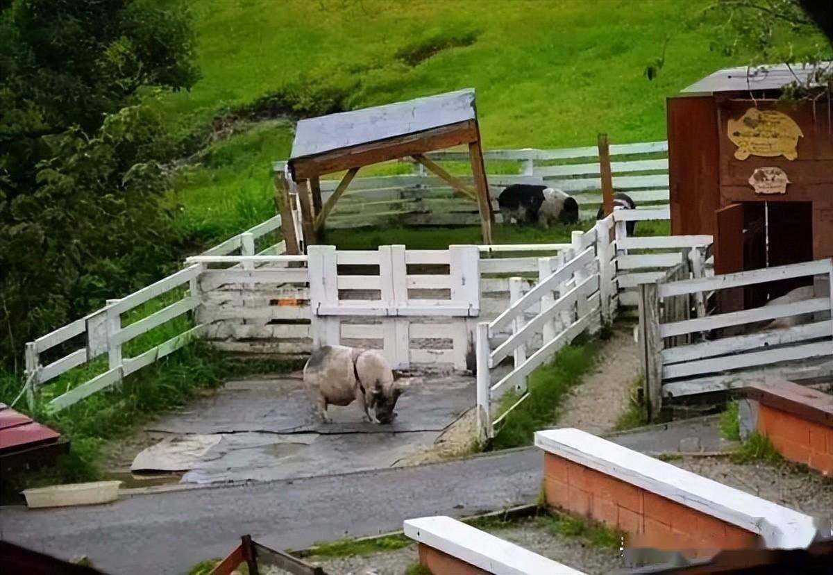 日本mokumoku亲子农场,如何乡村振兴?_活动_儿童_农业