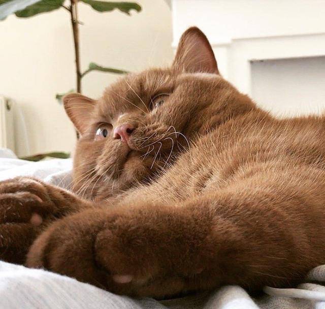 养一只咖啡色的英短猫是怎样的体验?就像养了一只"小熊"!