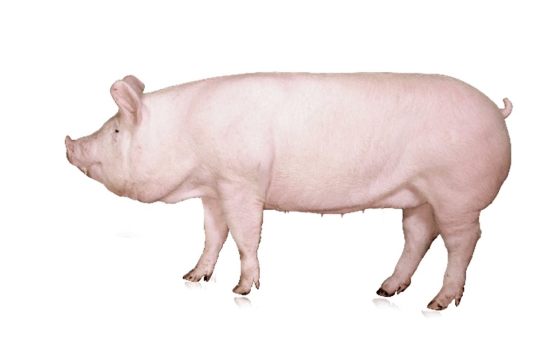 进口动物科普——主要进口种猪品种