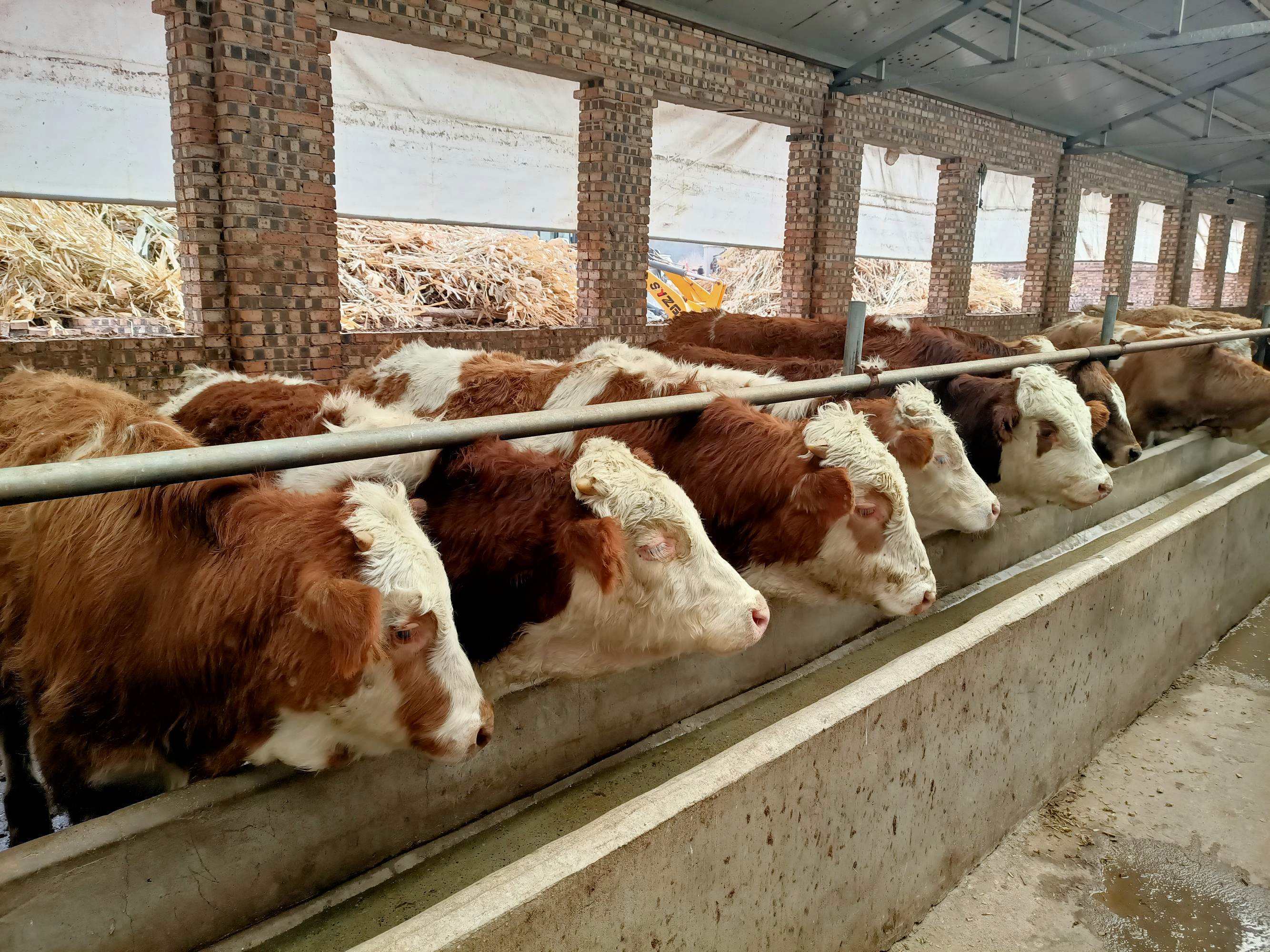 冬天牛棚需要保温吗?牛可以承受零下多少度?