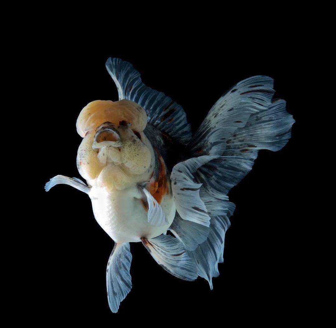 里水街坊有眼福啦→_观赏鱼_全国_南海