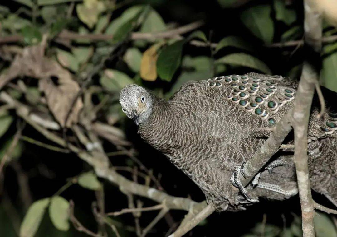 【飞"阅"自然保护区】西双版纳国家级自然保护区:绚丽的雨林 "象"往的