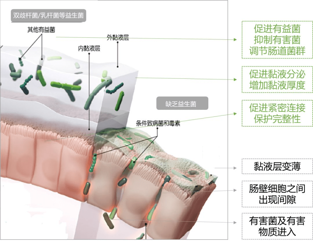 关注肠道微生态,护航国民免疫力