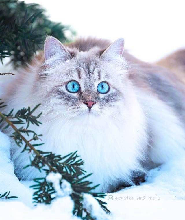 西伯利亚猫唯美图片