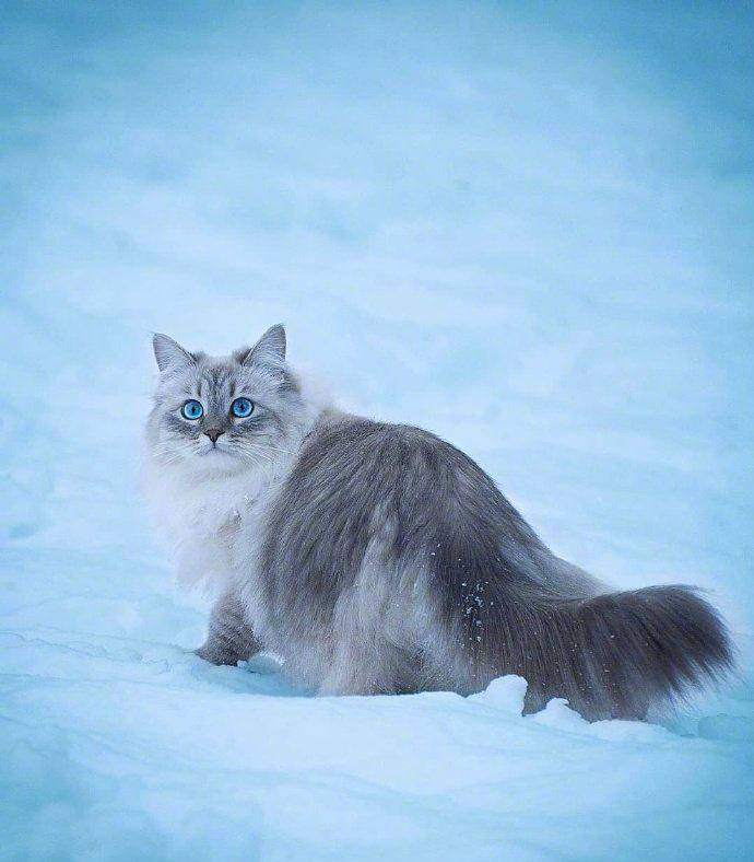 哇～西伯利亚猫真的是雪地里的小精灵啊_挪威森林_狮子_体型