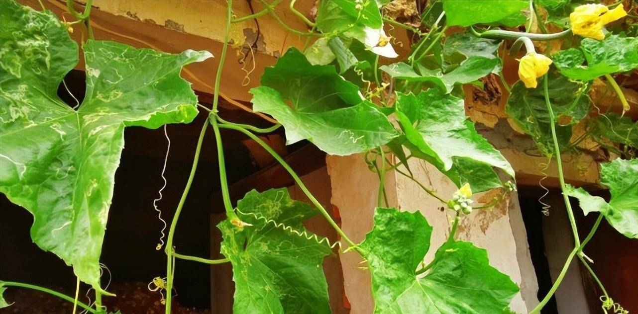 其实,丝瓜叶也是一种营养价值很高的蔬菜,是餐桌上