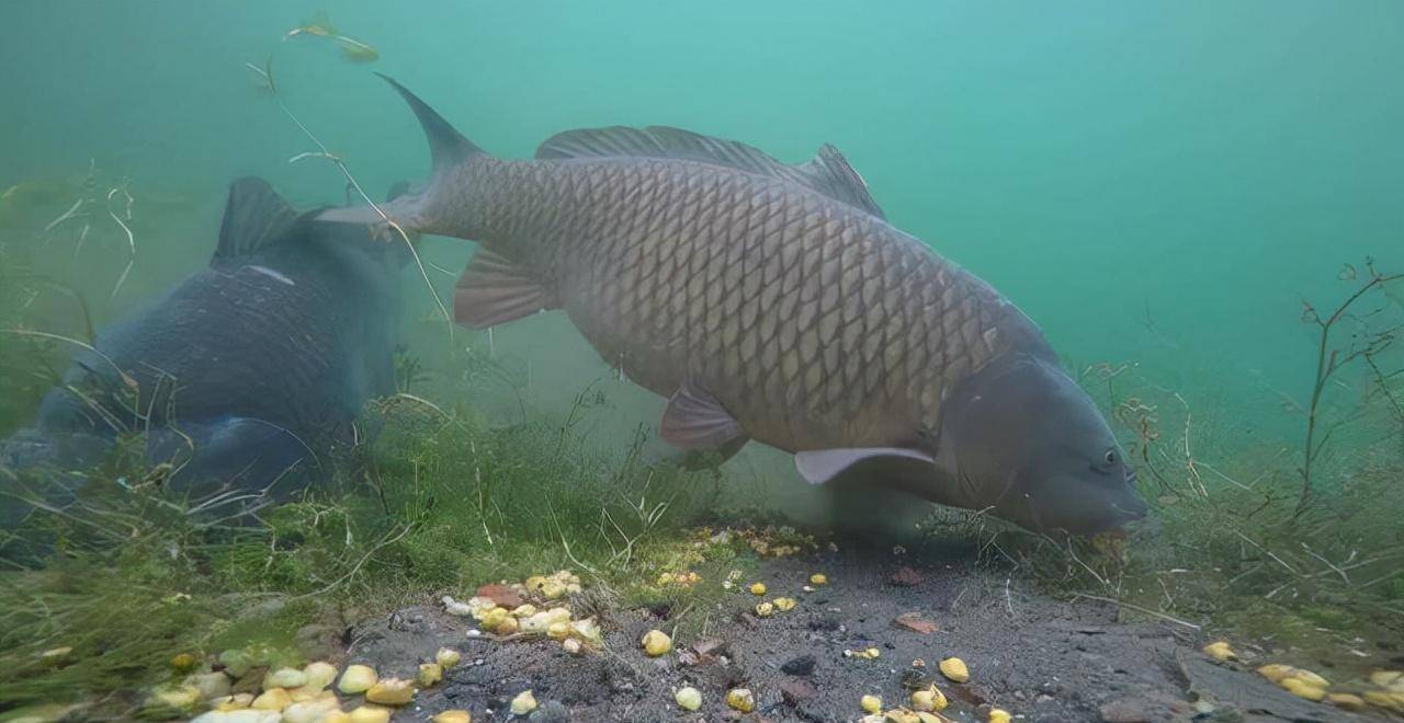 学会找鱼道,野钓时的渔获,至少能翻一倍_水域_坡度_特征