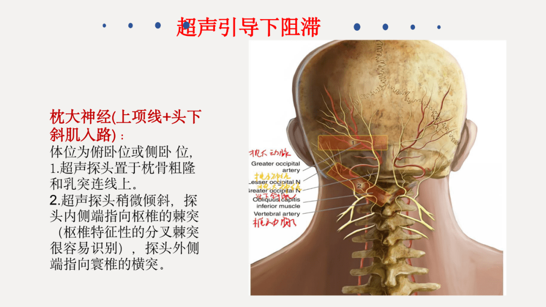 眶上神经定位图片