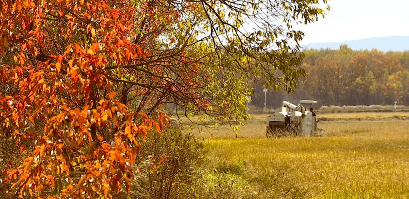 葵潭附近:马鞍山农场这村来了一台自动收割机,在田间来回穿梭_稻田