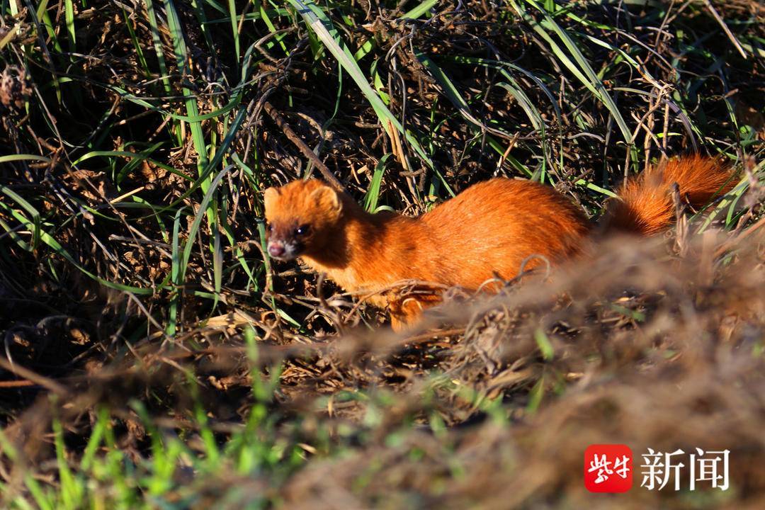 【视频】南京新济洲湿地环境好,黄鼠狼芦苇中忙捉鼠