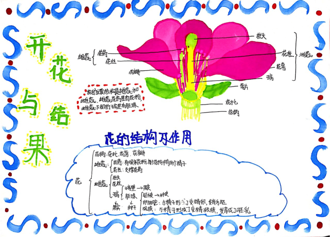 被子种子的一生手抄报图片