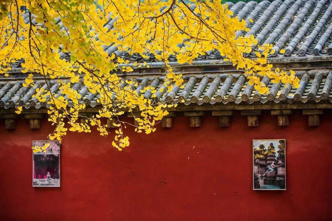 少林寺冬日银杏大片上演_对折_寺院_来源