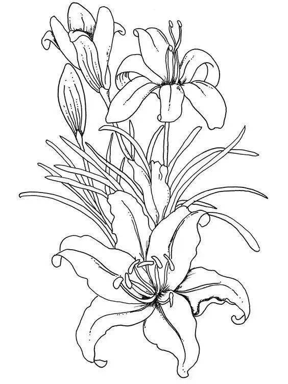 黑白线稿:植物花卉 百合花线稿