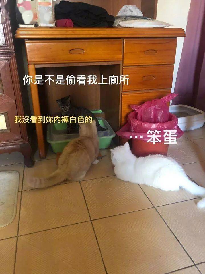 小色猫窃看家里新来的猫妹妹，成果被发现了！目前已送医…