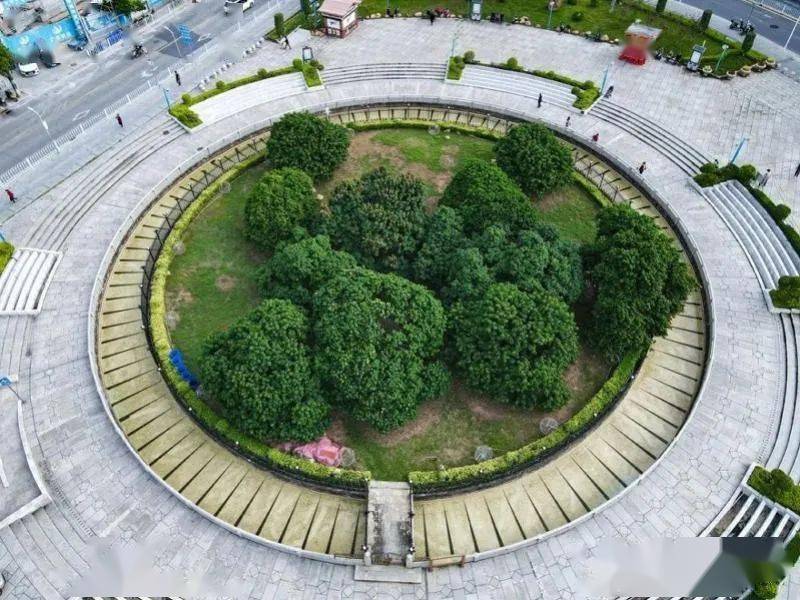 如今,以挂绿母树为中心,修建了市民喜爱的增城广场