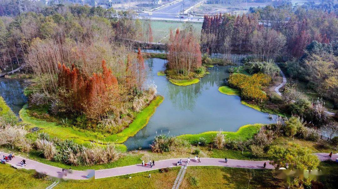 崇州桤木河湿地公园图片