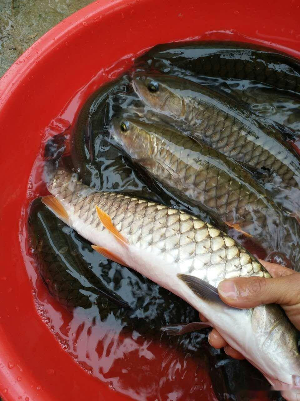 周庄鲃鱼图片