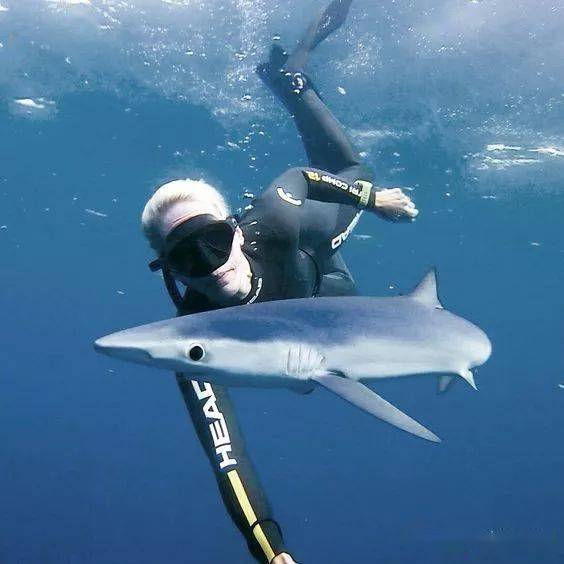 大青鲨为胎生动物,有卵黄囊胎盘,每胎可生4-100只幼体.