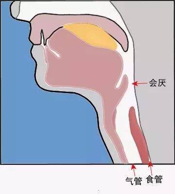 位于舌头及舌骨稍偏上的地方,急性会厌炎俗称喉头水肿,是会厌黏膜的