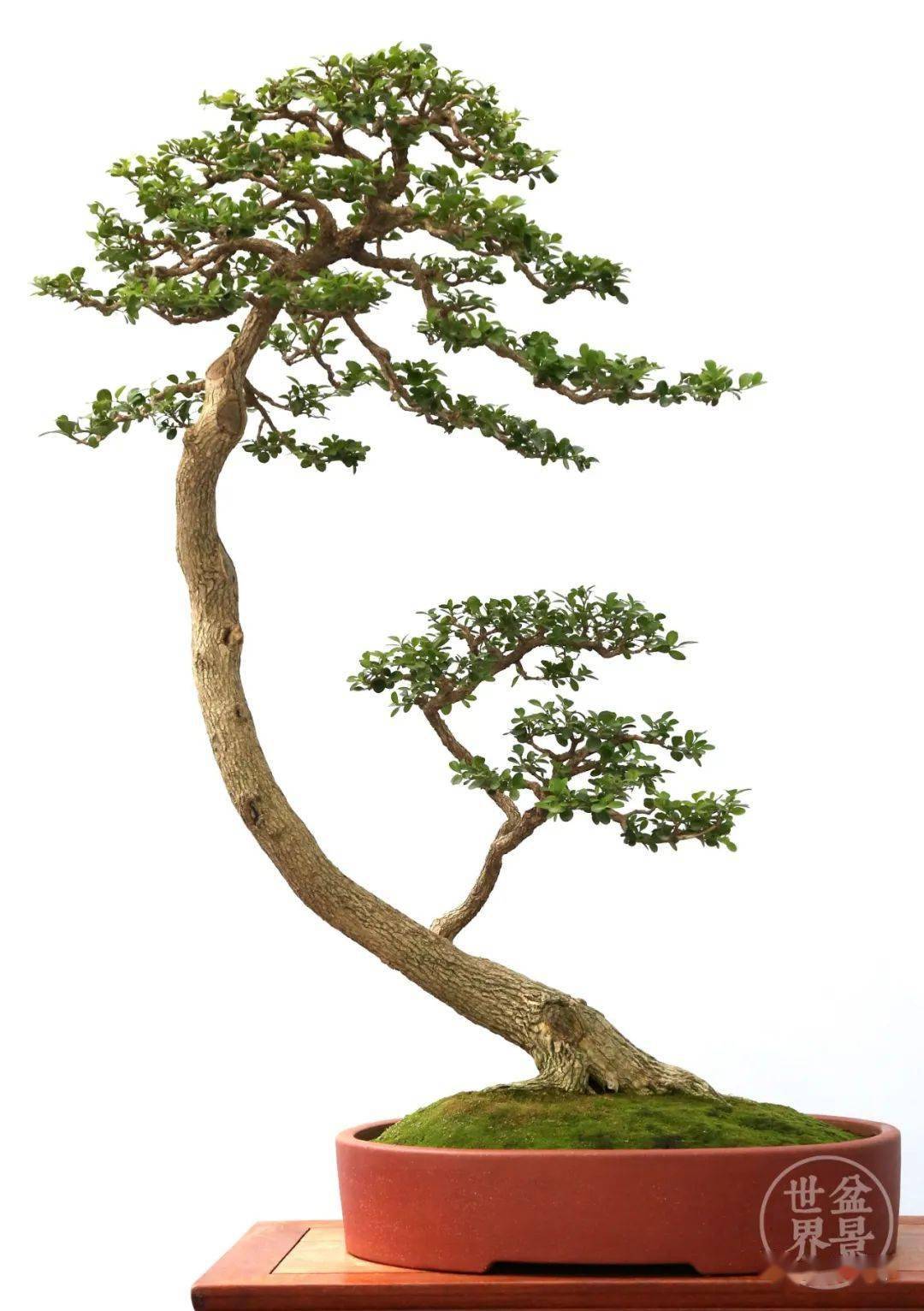 最美的100盆黄杨_盆景_作品_cm