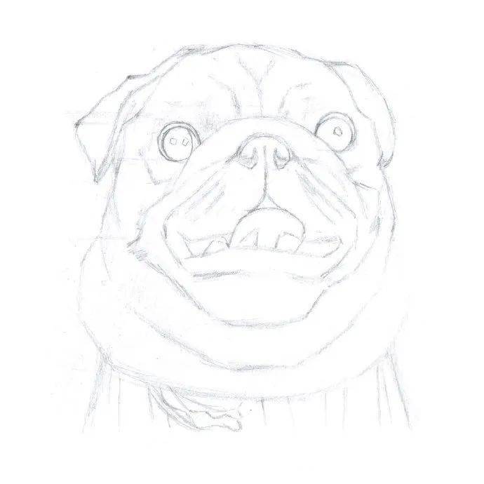 彩铅小狗的画法,彩铅小狗八哥犬的示范教程