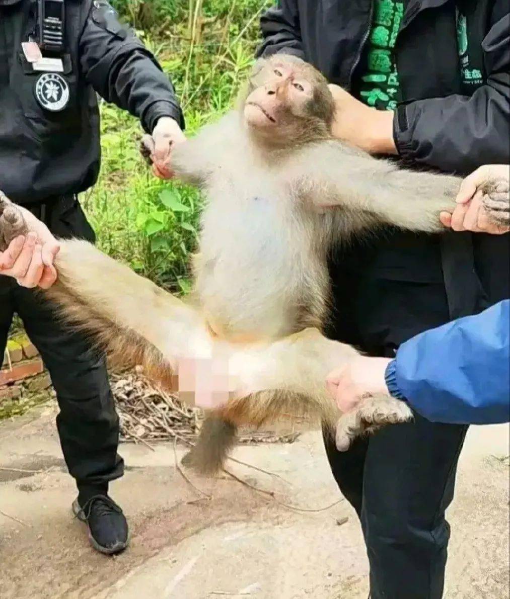 网友:真的很像犯人落网时的表情打猫,打小孩,打老人,坏透了曾进住户家