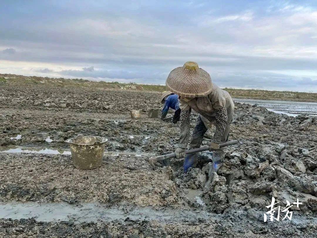 湛江海岛出产的"海洋冬虫夏草":很丑,但回味无穷!_养殖_西湾村_水质