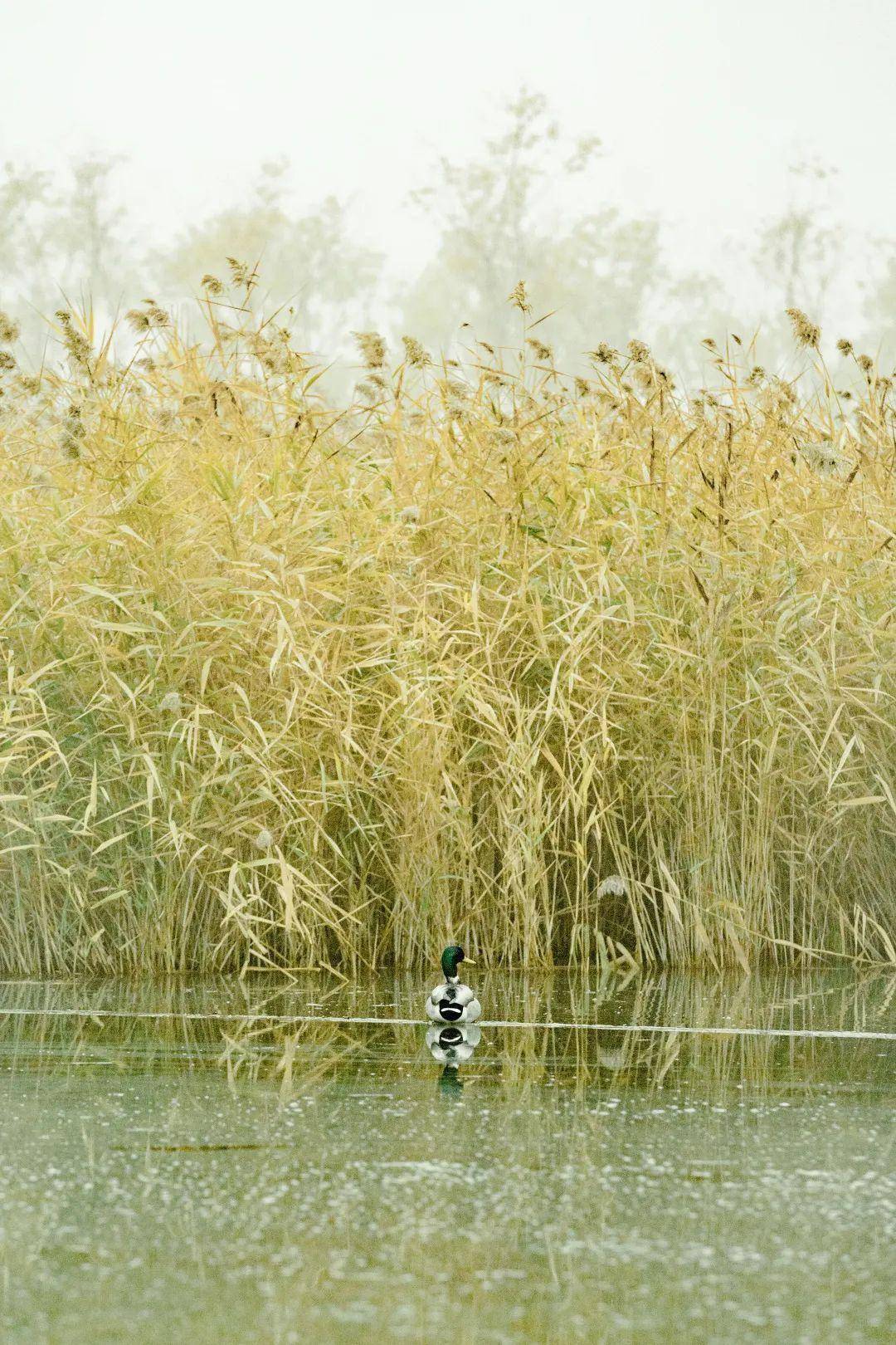 负责人介绍道,暂未处理的芦苇区域是为了给绿头鸭,赤麻鸭,黑水鸡,白骨