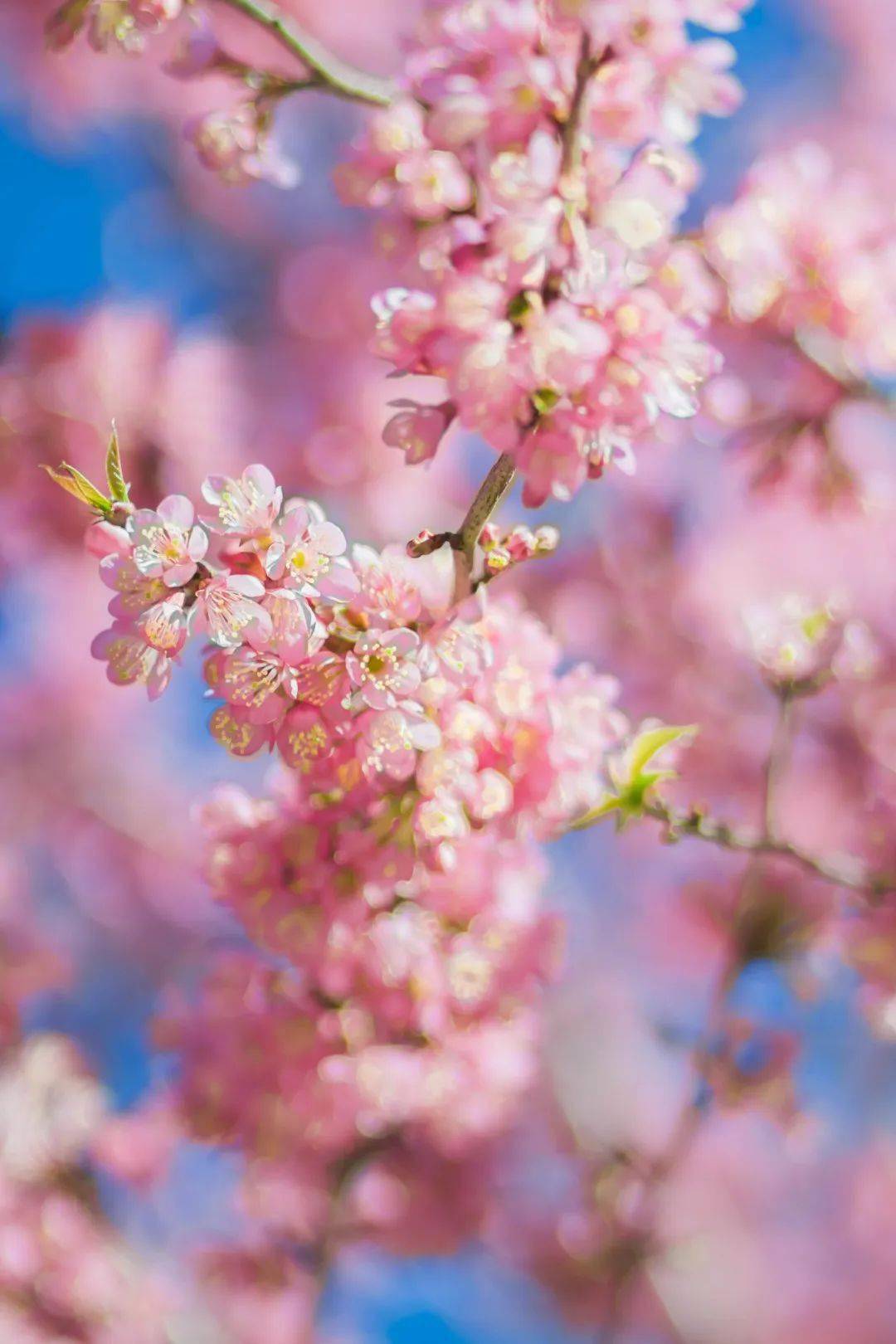 【视界】云南冬樱花,一整个爱住了!_粉色_冬日_段宗智