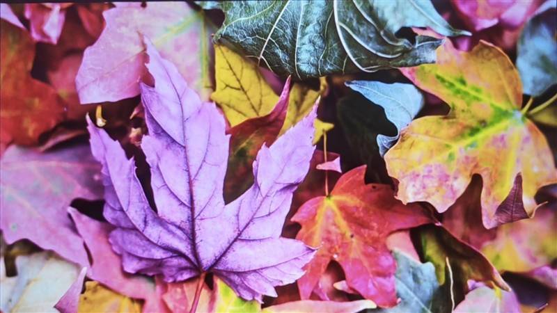 千元高颜值！联想小新100智能投影仪晨曦蓝评测：家庭影院入门就选它了