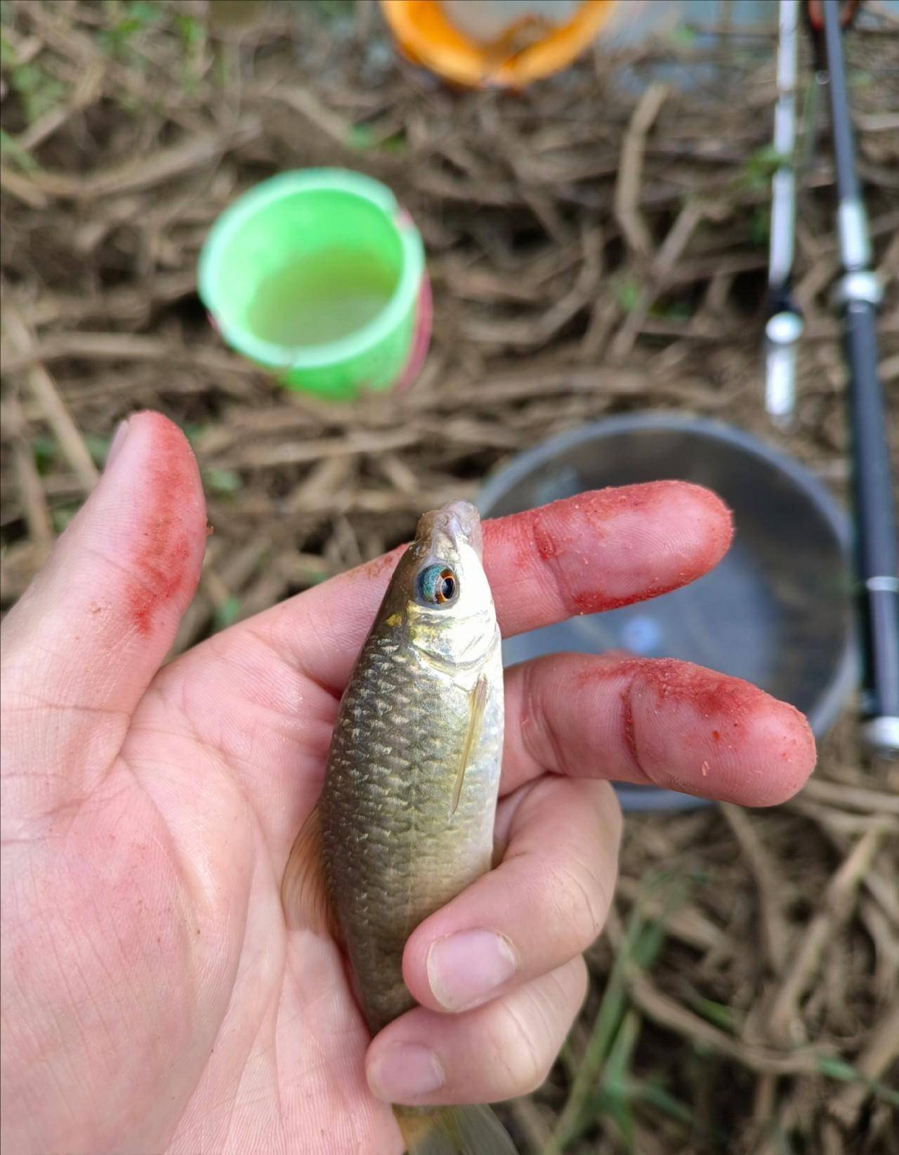 無奈捅了石鯪窩!魚湯沒喝上