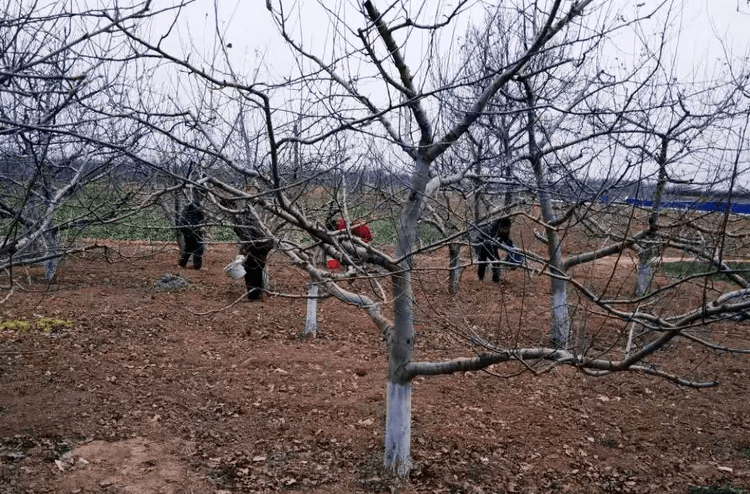 果树涂白时间到了,这6个涂白剂配方你可能用得上!_树干_害虫_进行